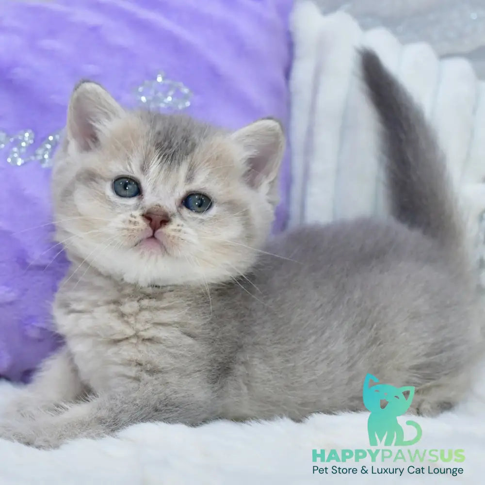 Kokos British Shorthair male blue ticked tabby - live animals