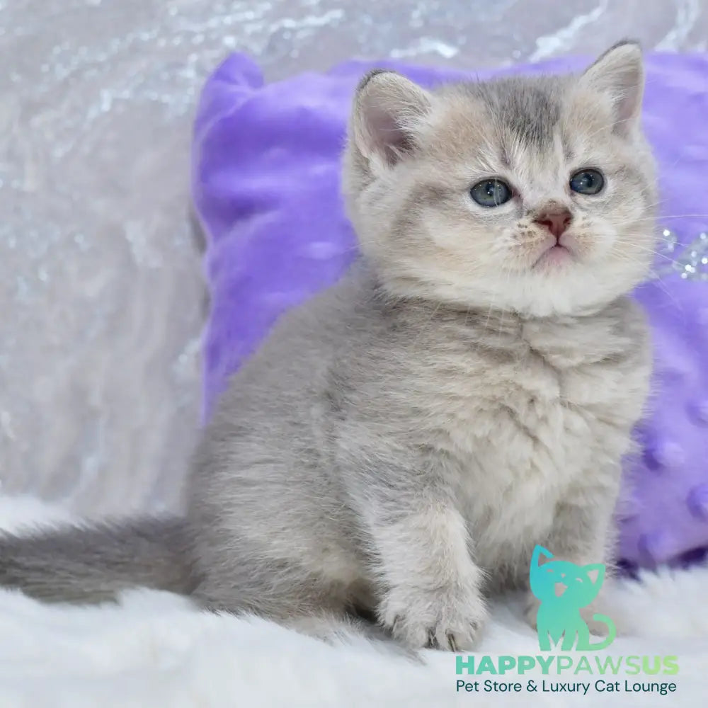 Kokos British Shorthair male blue ticked tabby - live animals