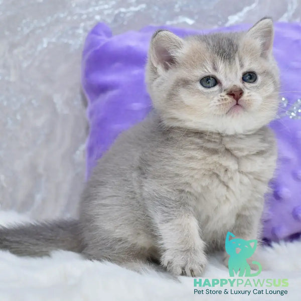 Kokos British Shorthair male blue ticked tabby - live animals