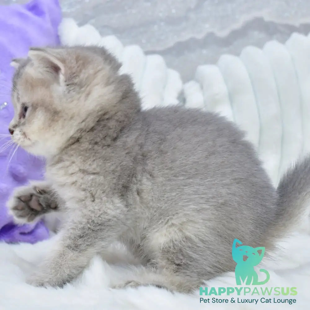 Kokos British Shorthair male blue ticked tabby - live animals