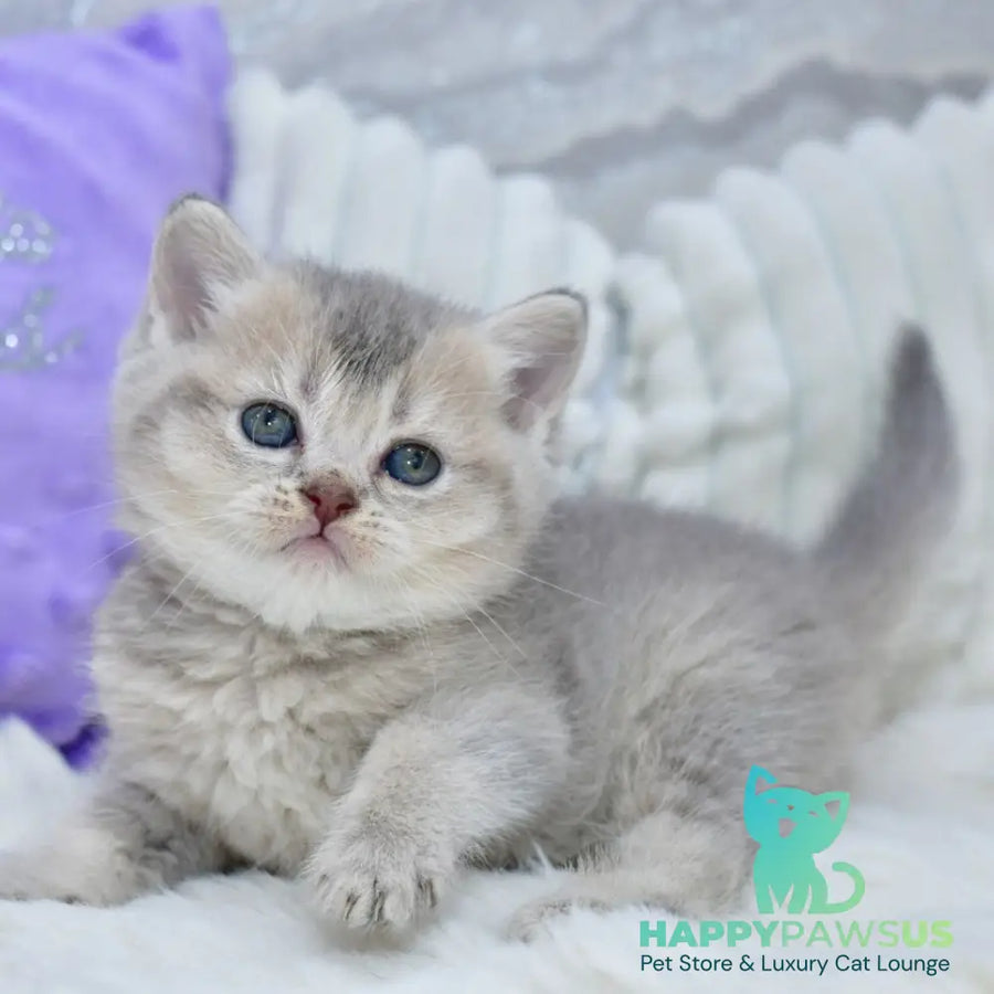 Kokos British Shorthair male blue ticked tabby - live animals