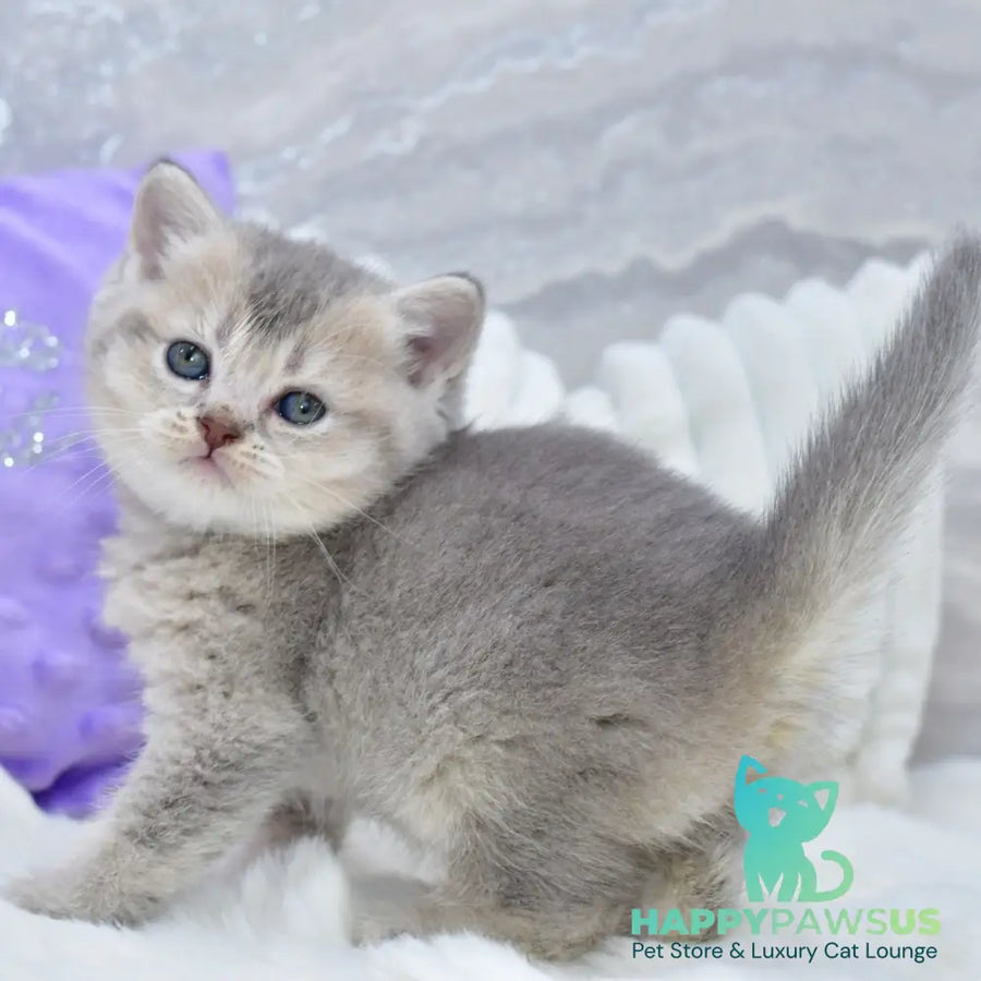 Kokos British Shorthair male blue ticked tabby - live animals