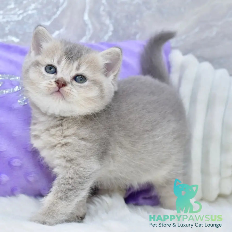 Kokos British Shorthair male blue ticked tabby - live animals