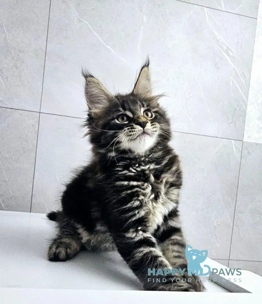 Koks Maine Coon male black tabby live animals