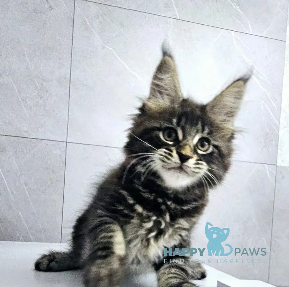 Koks Maine Coon male black tabby live animals