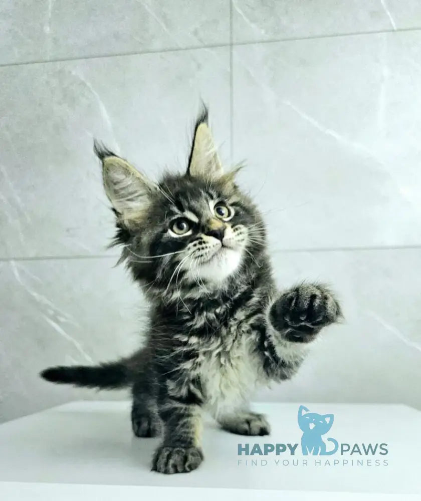 Koks Maine Coon male black tabby live animals