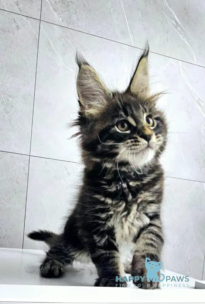 Koks Maine Coon male black tabby live animals