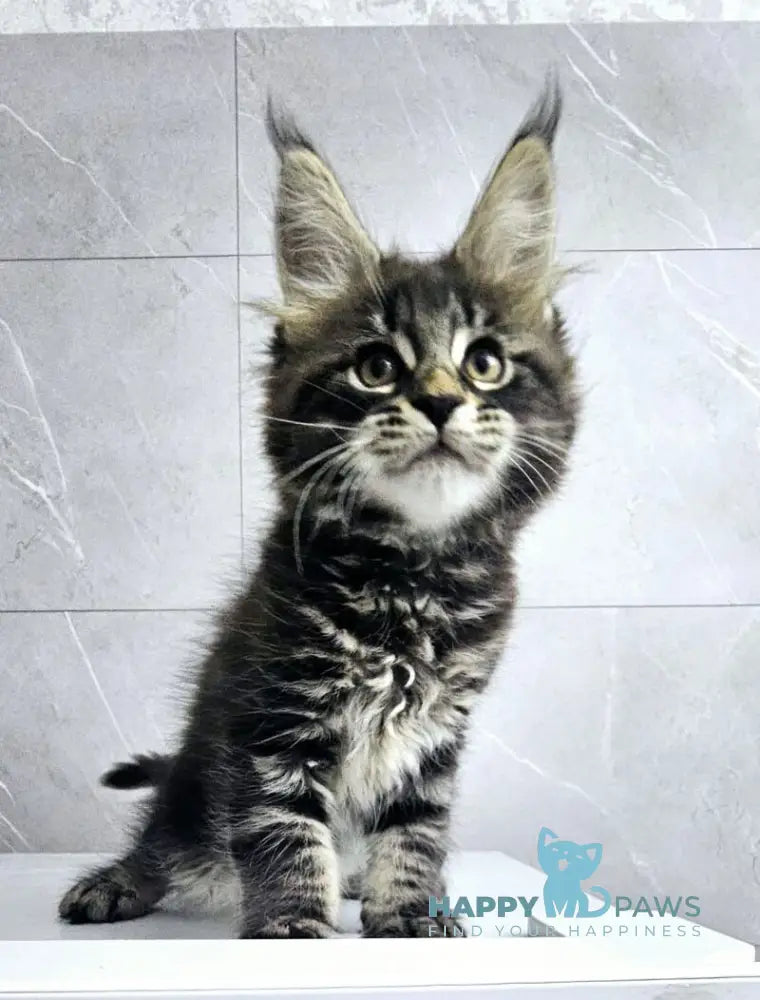 Koks Maine Coon male black tabby live animals