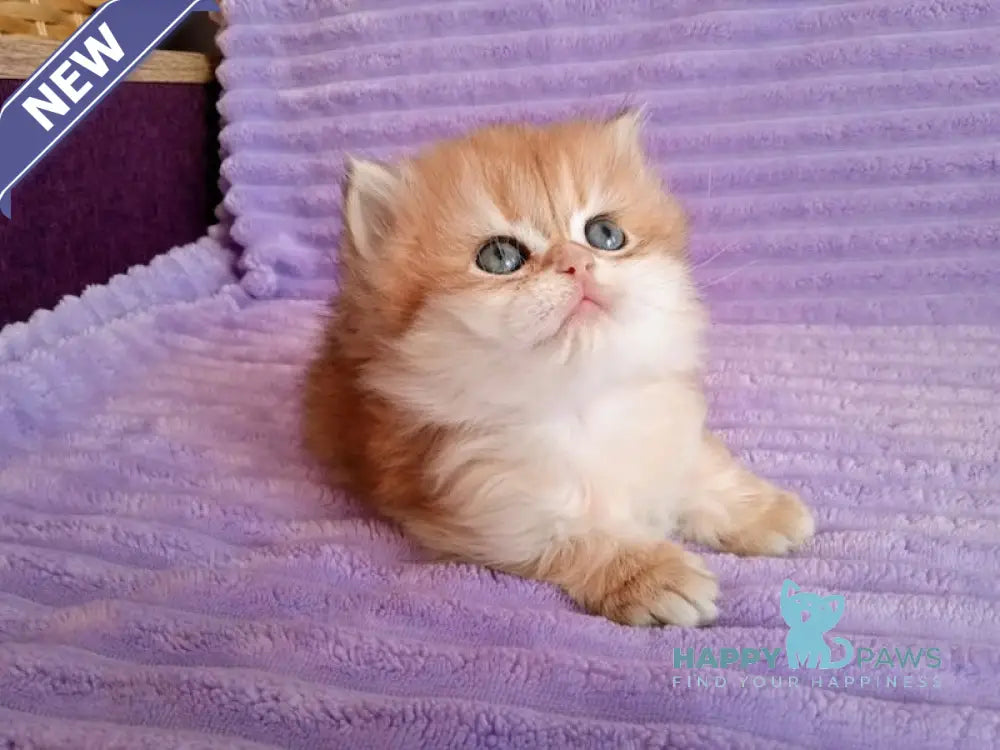 Kola British Longhair female black golden shaded live animals