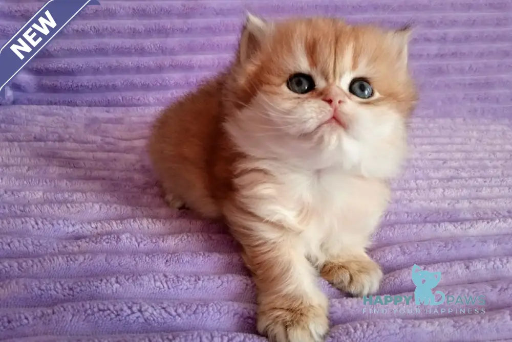 Kola British Longhair female black golden shaded live animals