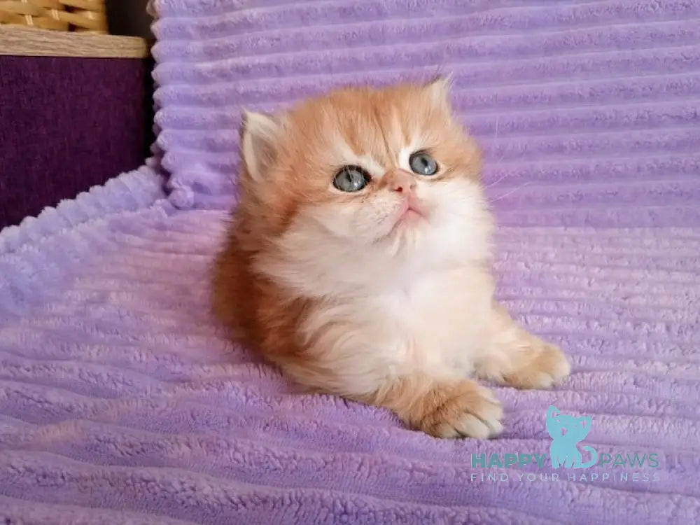 Kola British Longhair female black golden shaded live animals