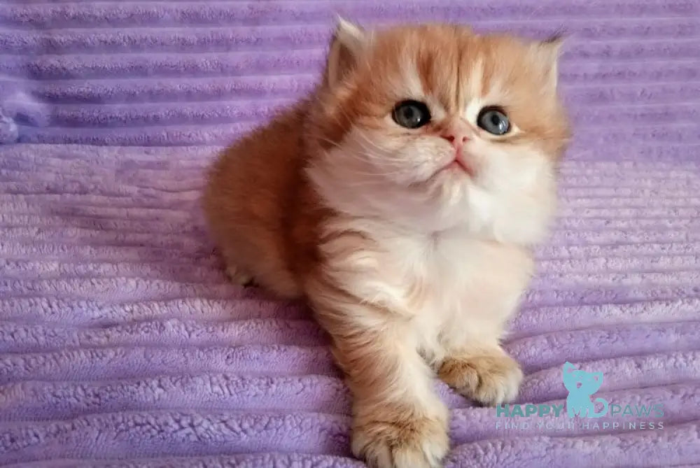 Kola British Longhair female black golden shaded live animals