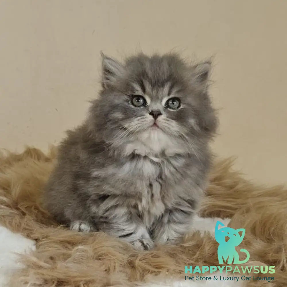 Kolin Scottish Straight male blue spotted tabby - live animals