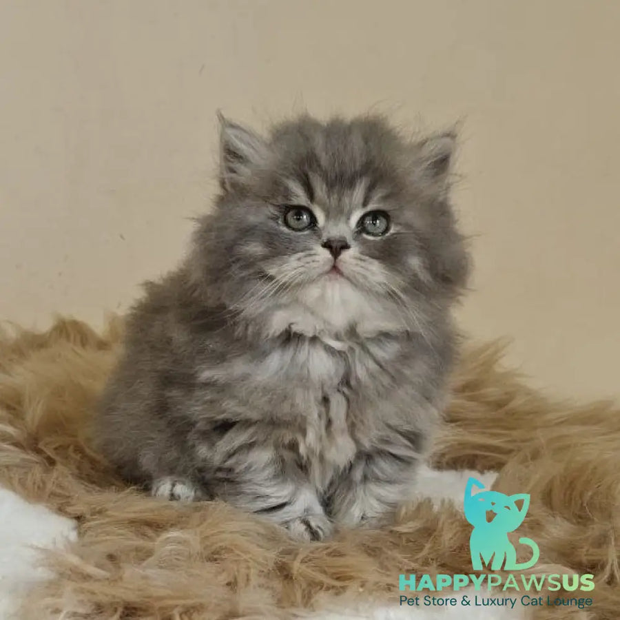 Kolin Scottish Straight male blue spotted tabby - live animals