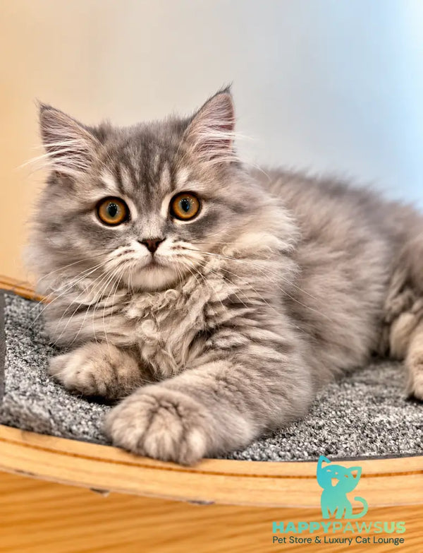 Kolin Scottish Straight male blue spotted tabby - live animals