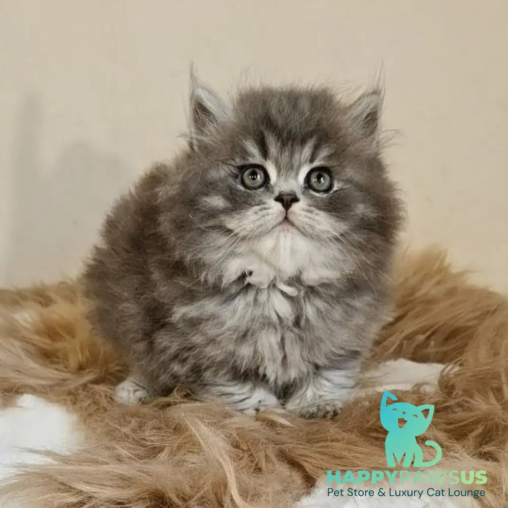 Kolin Scottish Straight male blue spotted tabby - live animals