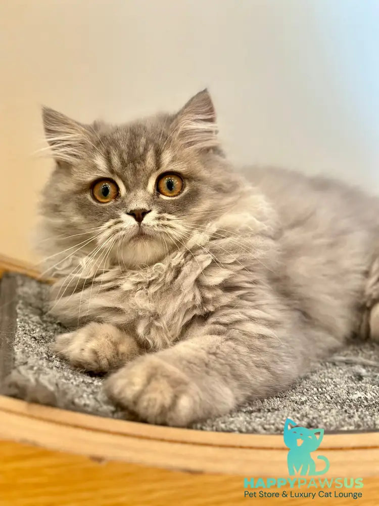 Kolin Scottish Straight male blue spotted tabby - live animals