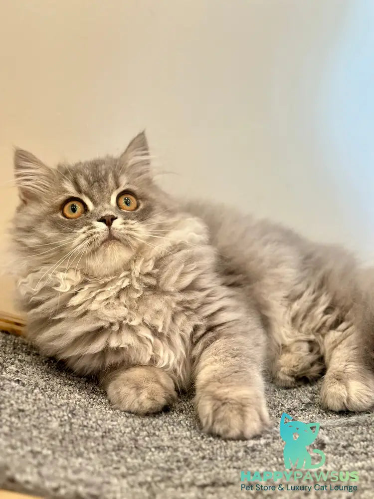 Kolin Scottish Straight male blue spotted tabby - live animals