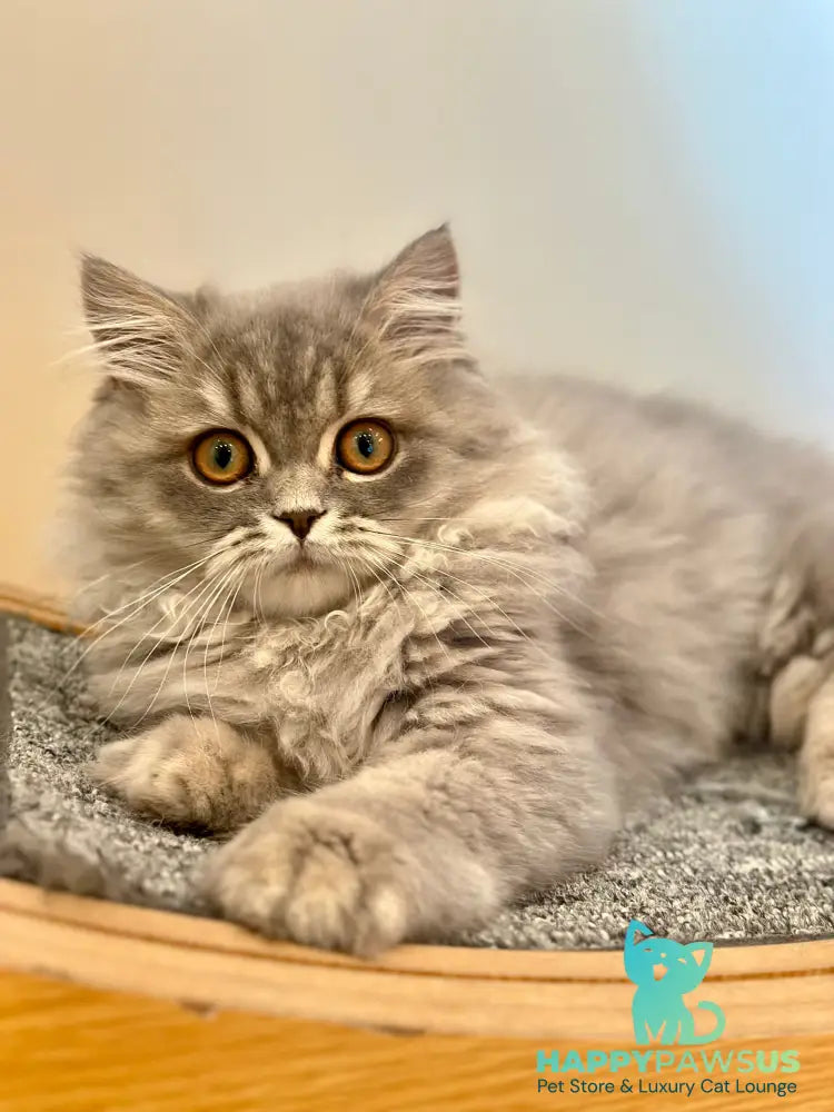 Kolin Scottish Straight male blue spotted tabby - live animals