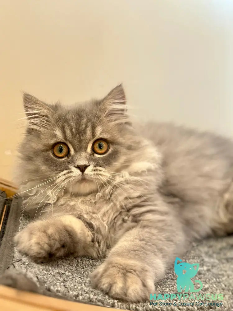 Kolin Scottish Straight male blue spotted tabby - live animals