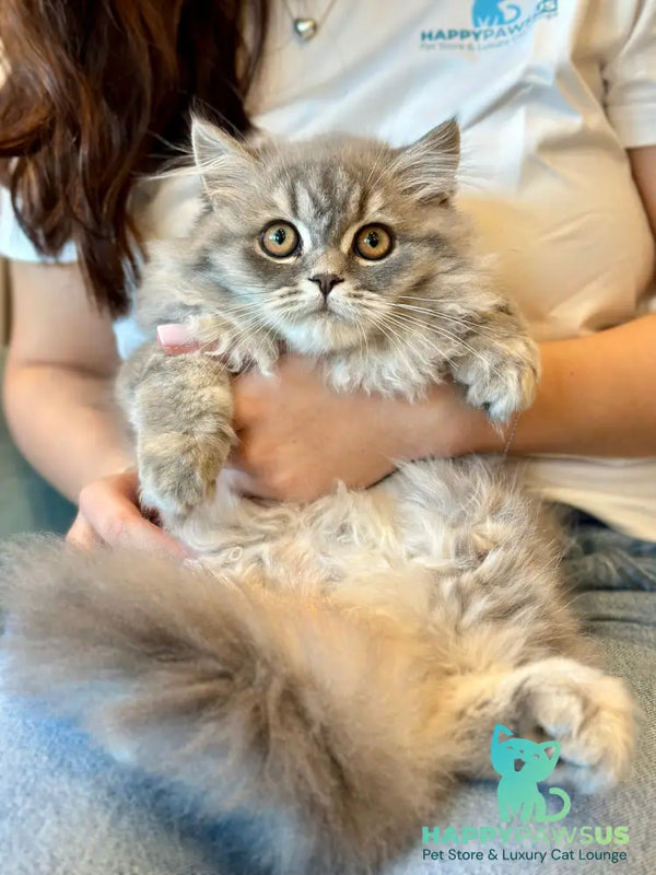 Kolin Scottish Straight male blue spotted tabby - live animals