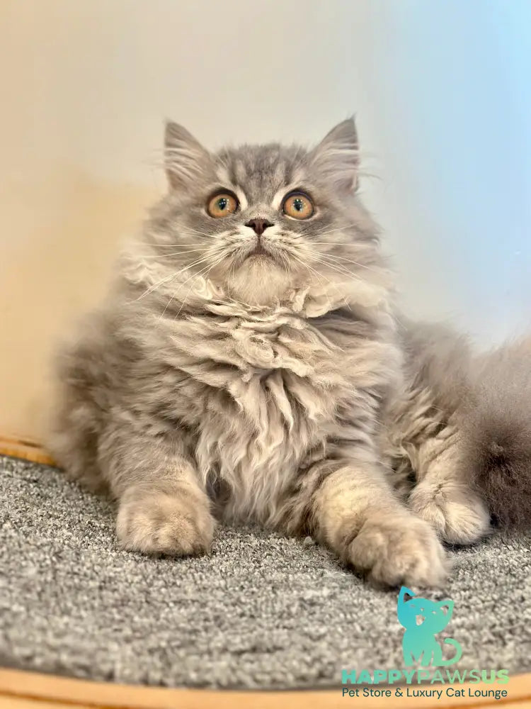 Kolin Scottish Straight male blue spotted tabby - live animals