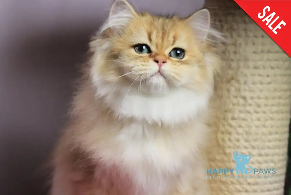 Kolombina British Longhair female black golden shaded live animals