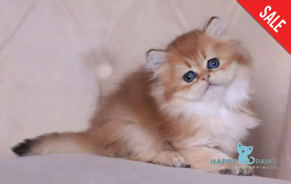 Kolombina British Longhair female black golden shaded live animals