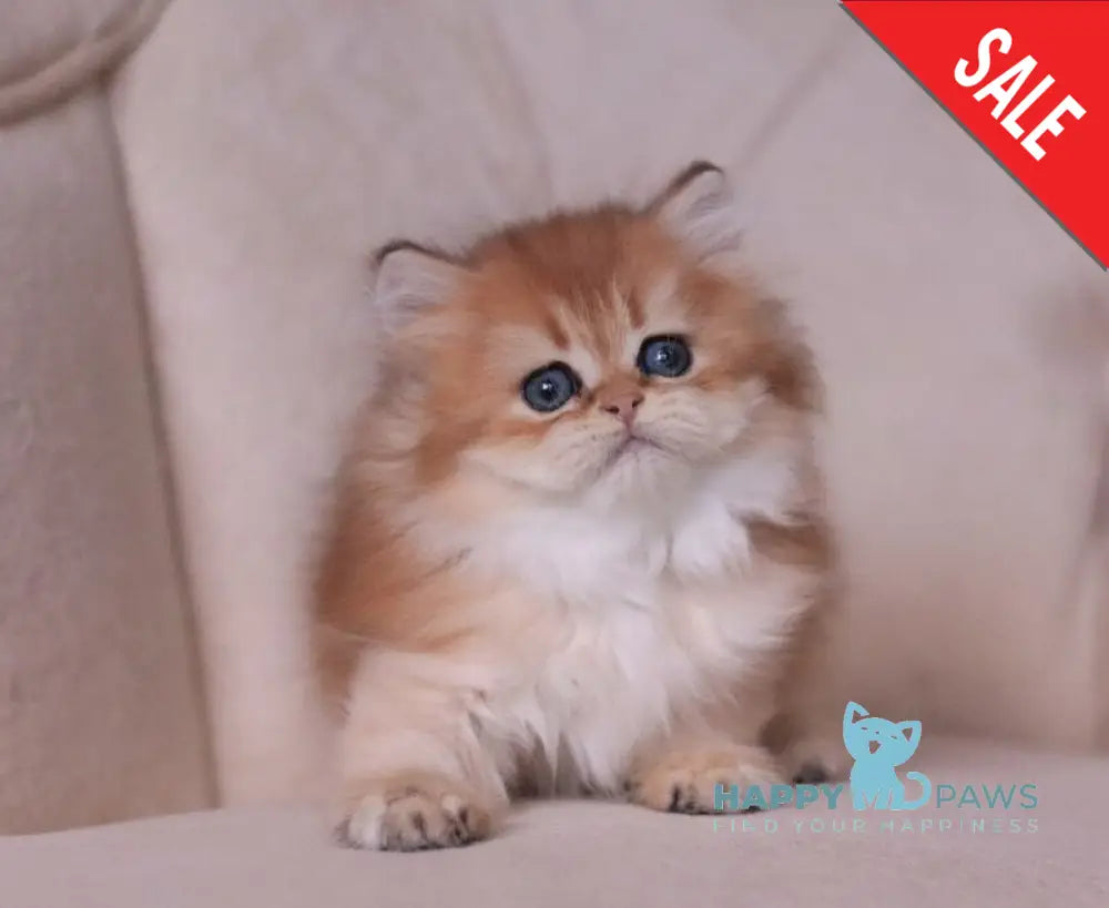 Kolombina British Longhair female black golden shaded live animals