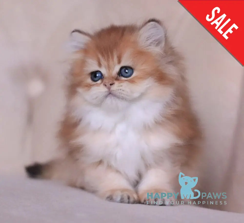 Kolombina British Longhair female black golden shaded live animals
