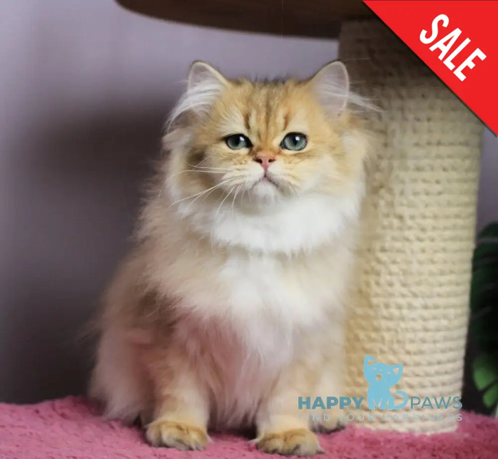 Kolombina British Longhair female black golden shaded live animals