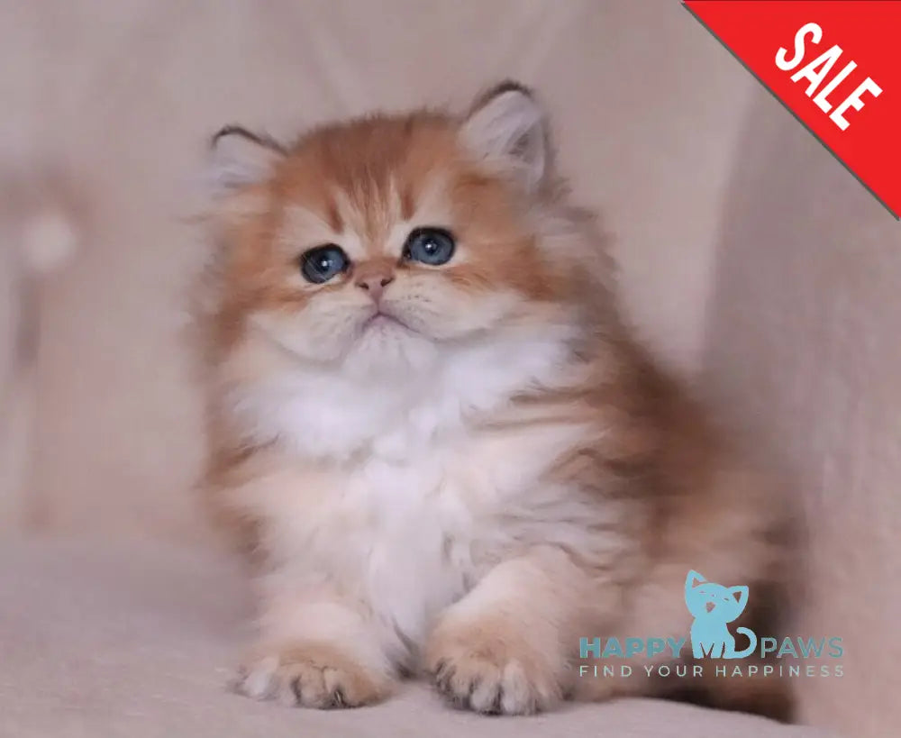 Kolombina British Longhair female black golden shaded live animals