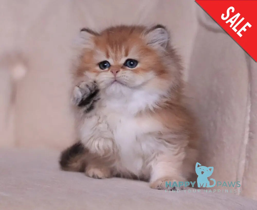Kolombina British Longhair female black golden shaded live animals