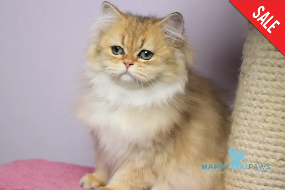 Kolombina British Longhair female black golden shaded live animals