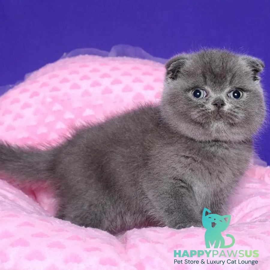 Kolt Scottish Fold male blue