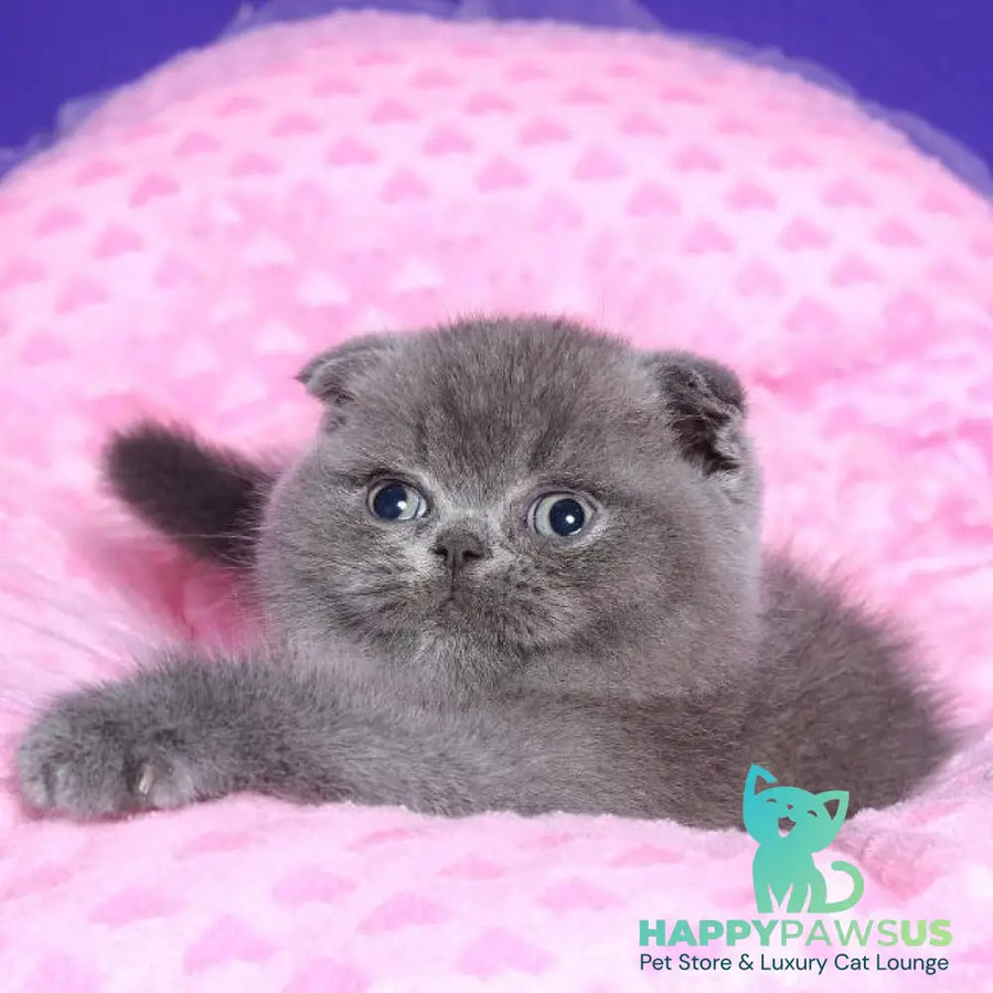 Kolt Scottish Fold male blue