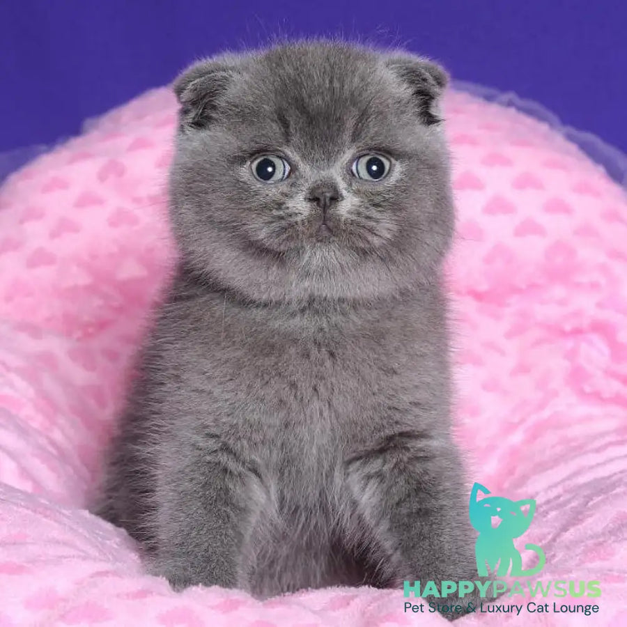 Kolt Scottish Fold male blue