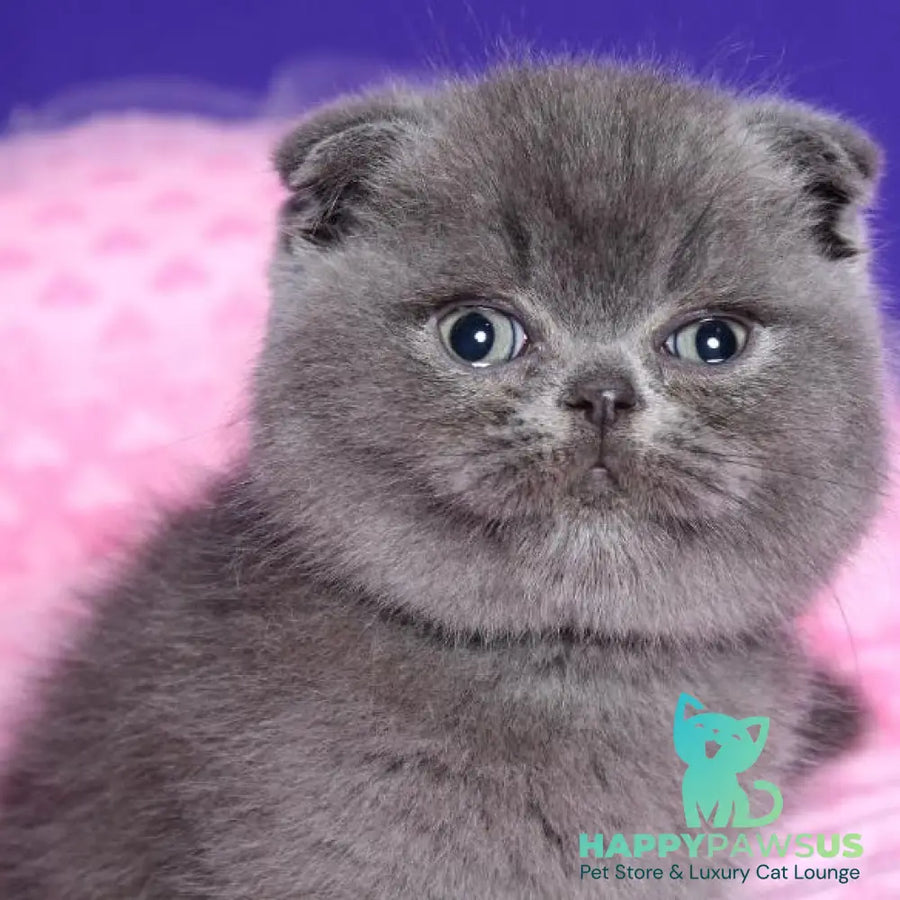 Kolt Scottish Fold male blue