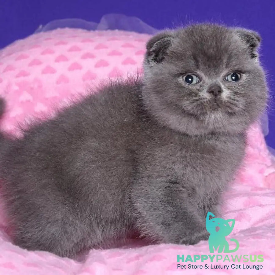 Kolt Scottish Fold male blue