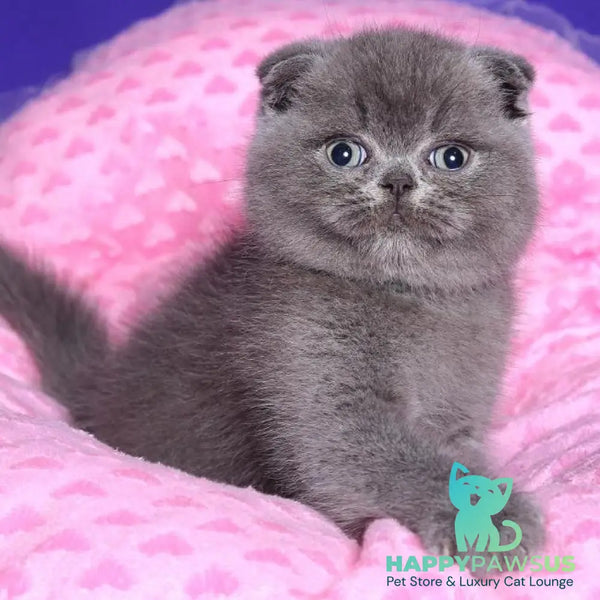 Kolt Scottish Fold male blue