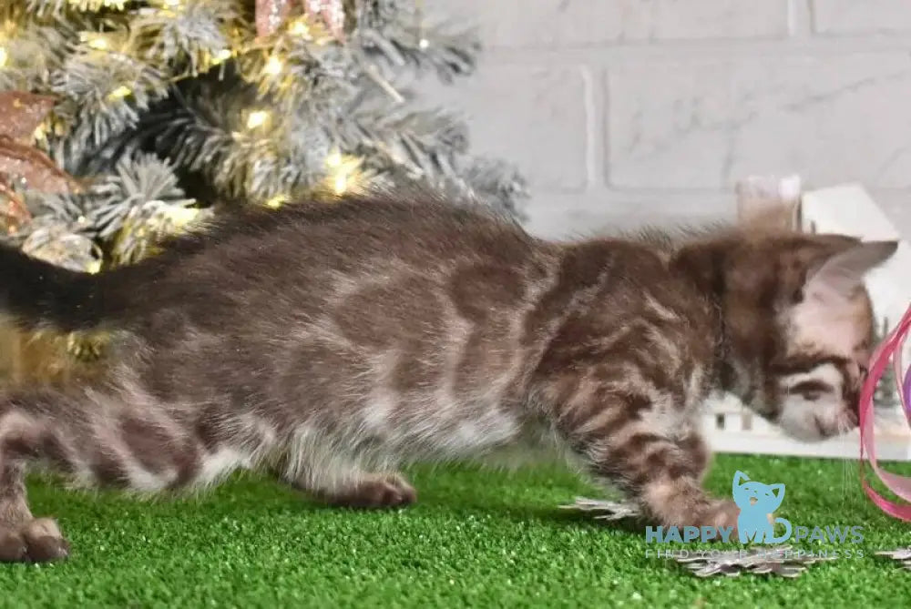 Kompot Bengal male snow tabby charcoal live animals