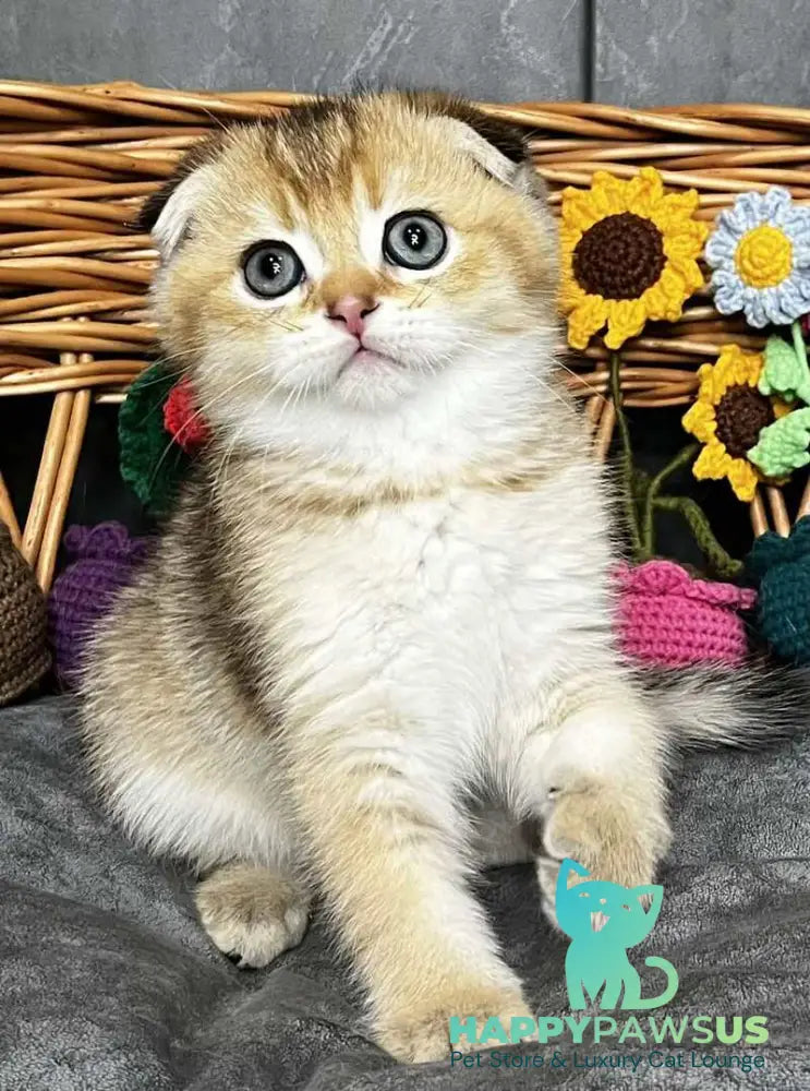 Konan Scottish Fold male black golden ticked tabby - live animals