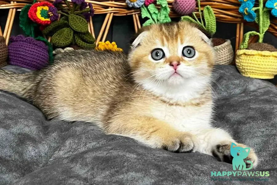 Konan Scottish Fold male black golden ticked tabby - live animals