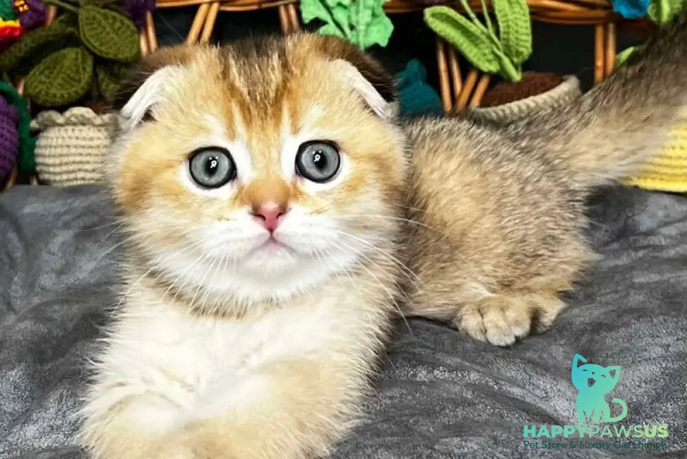Konan Scottish Fold male black golden ticked tabby - live animals