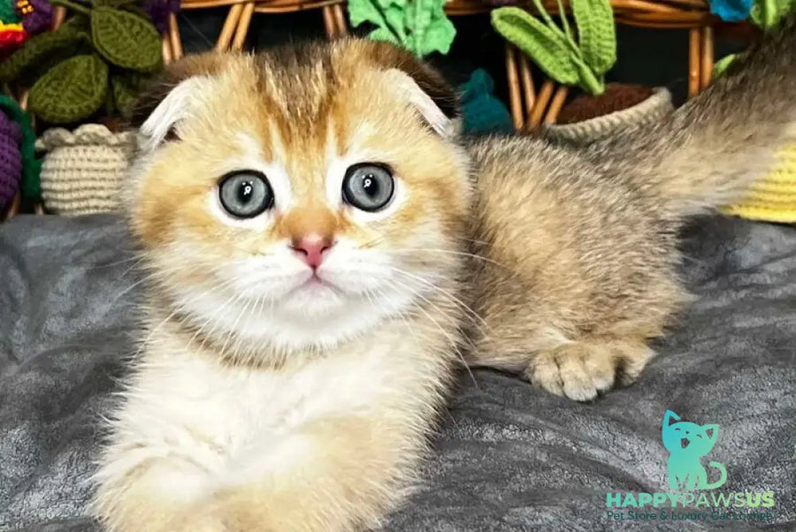 Konan Scottish Fold male black golden ticked tabby - live animals
