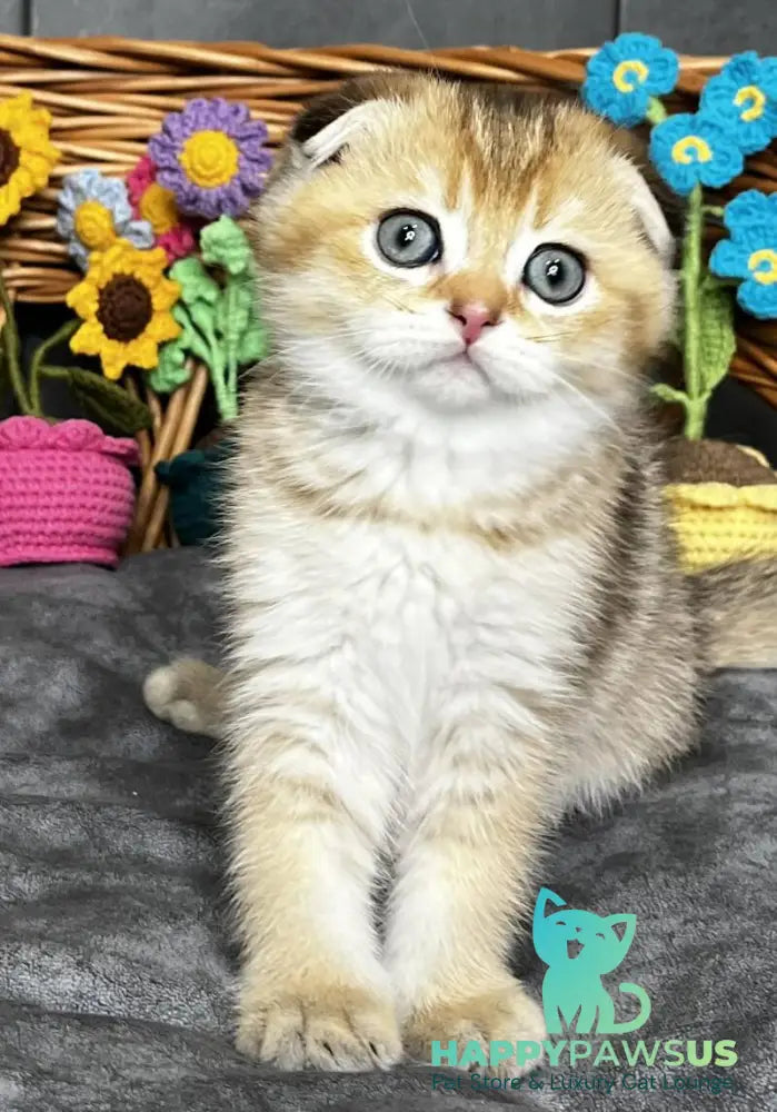 Konan Scottish Fold male black golden ticked tabby - live animals