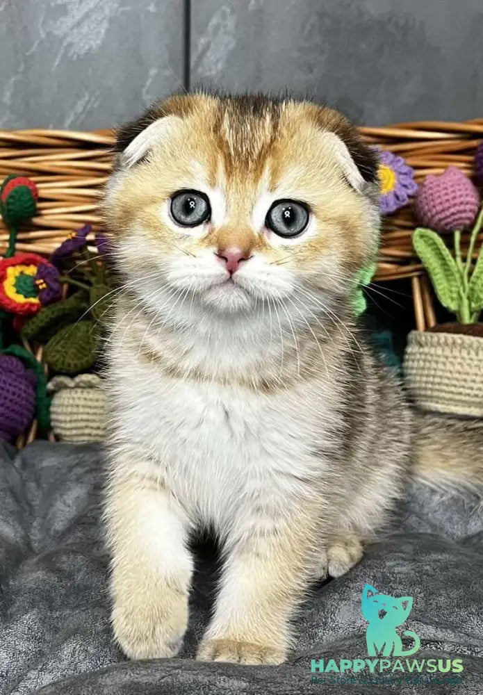 Konan Scottish Fold male black golden ticked tabby - live animals