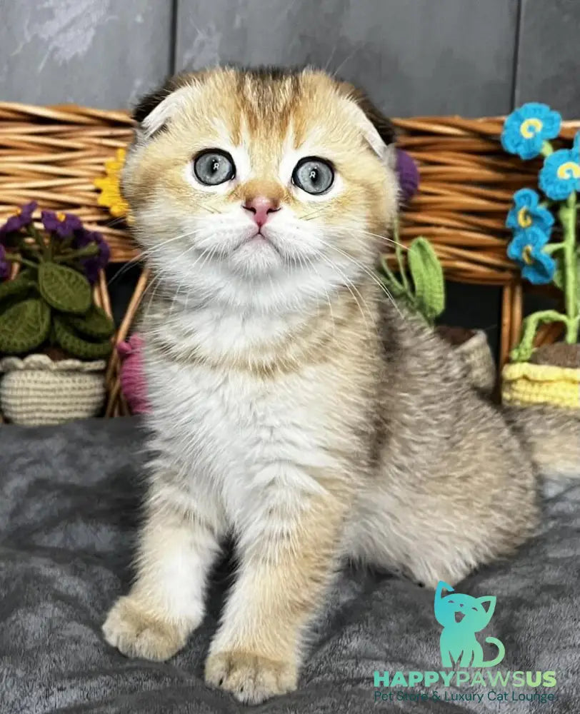 Konan Scottish Fold male black golden ticked tabby - live animals