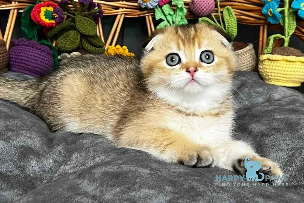 Konan Scottish Fold male black golden ticked tabby - live animals