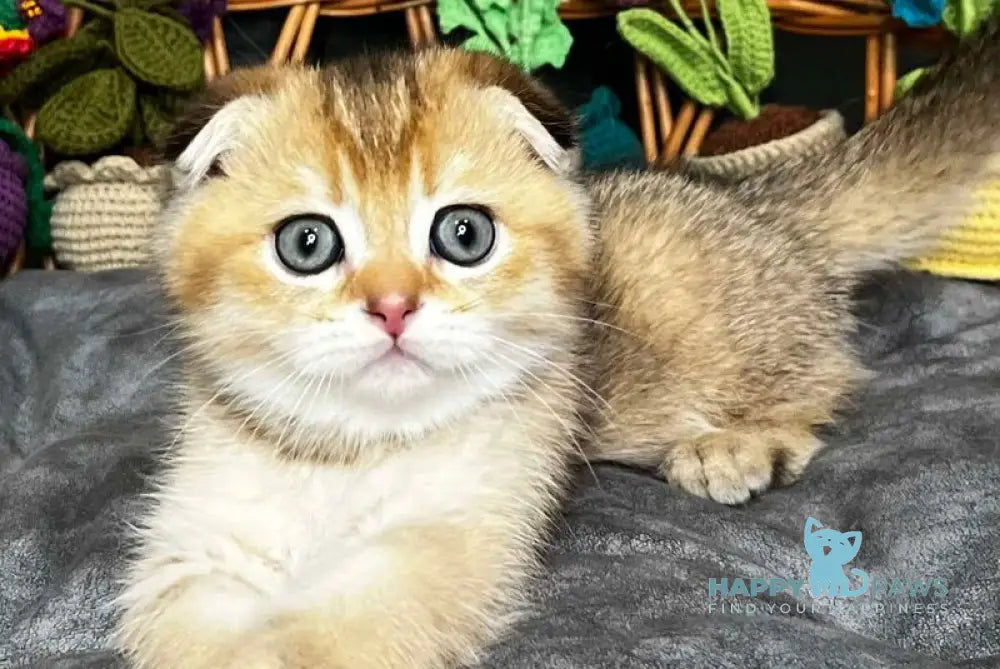Konan Scottish Fold male black golden ticked tabby - live animals